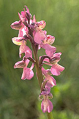 Roscanvel, randonne nature, fleur de l'orchis morio