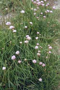 Roscanvel, flore naturelle, l'armrie maritime