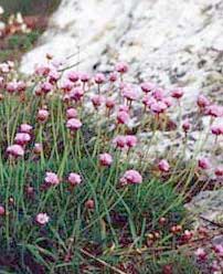 Roscanvel, randonne nature, la fleur armrie maritime