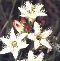 Roscanvel, Presqu'ile de Crozon, Finistre, site naturel, Parc d'Armorique, marais, la fleur de menyanthe (trfle d'eau)