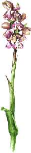 Roscanvel, randonne nature, fleur orchis morio (orchis bouffon)
