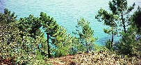CROZON-MORGAT, Presqu'ile de Crozon, la mer, la falaise, les pins
