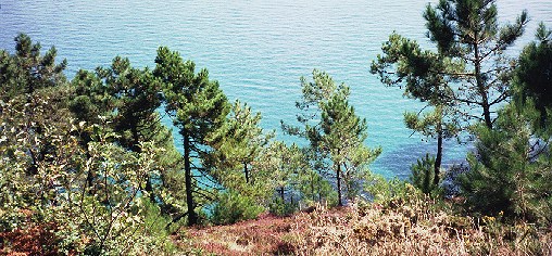 CROZON-MORGAT, Presqu'ile de Crozon, la mer, la falaise, les pins