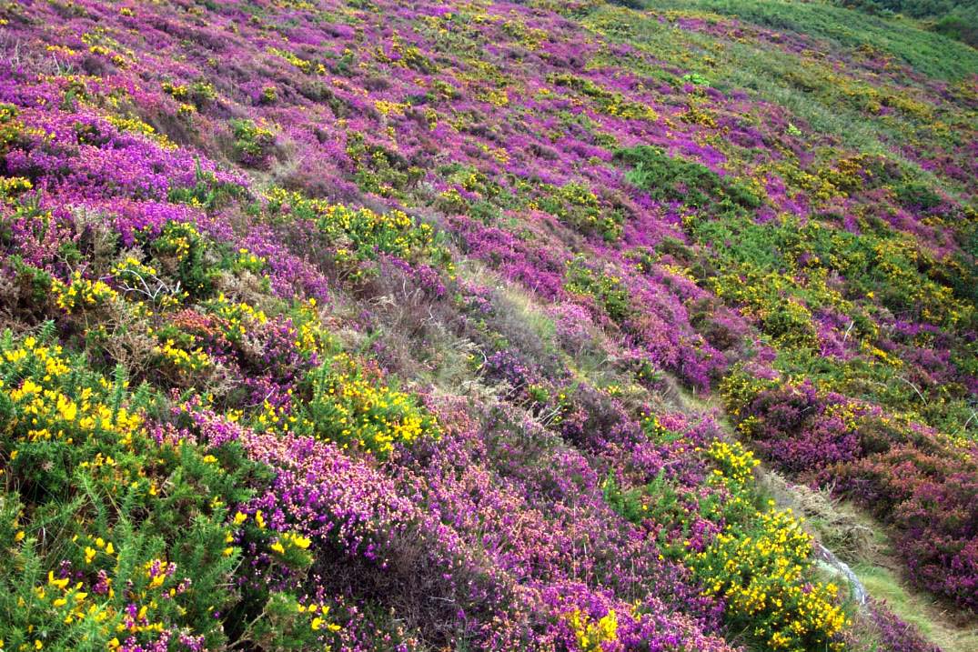 ROSCANVEL vgtation bretonne Bruyre et ajoncs Pointe des Espagnols Presqu'le de Crozon